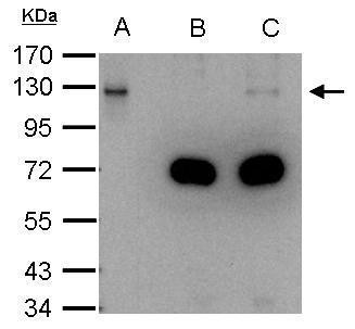 DDB1 Antibody in Immunoprecipitation (IP)