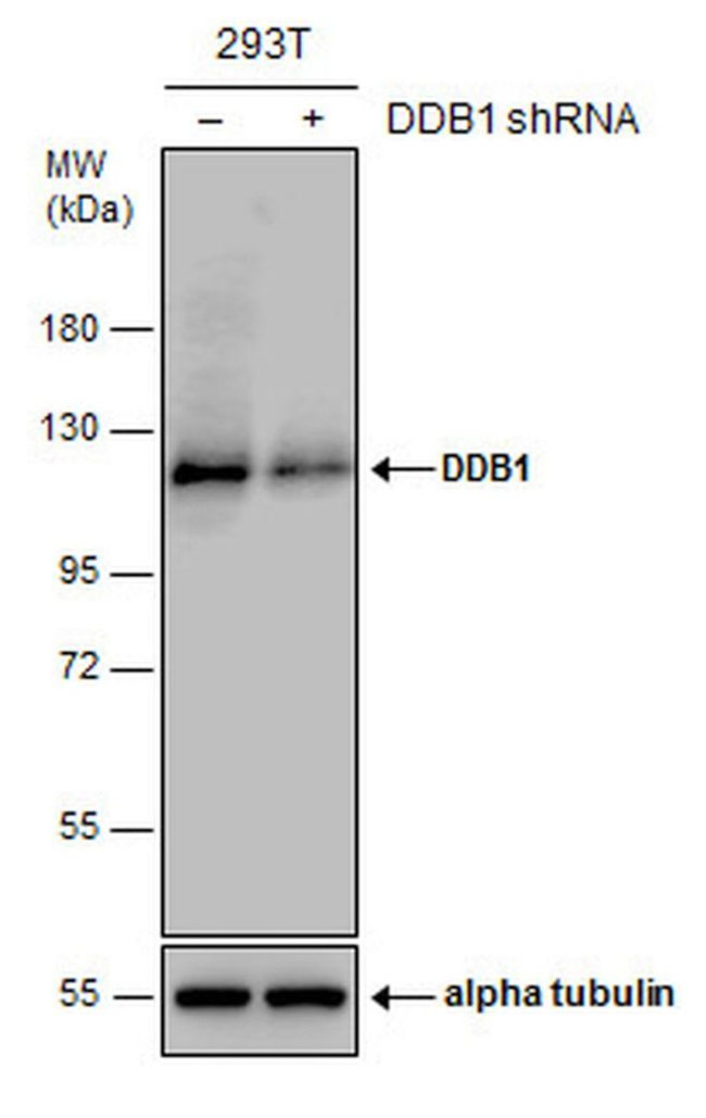 DDB1 Antibody