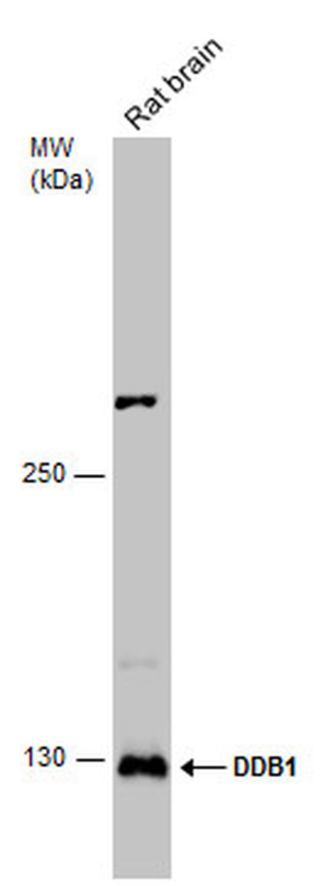 DDB1 Antibody in Western Blot (WB)