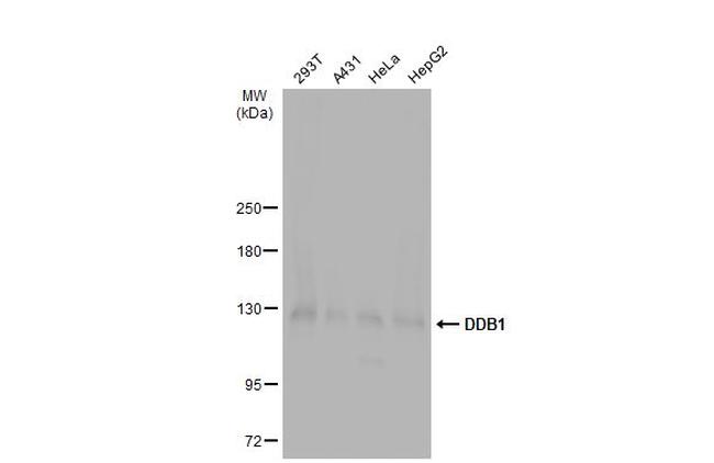 DDB1 Antibody in Western Blot (WB)