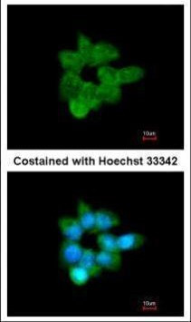 CLCA1 Antibody in Immunocytochemistry (ICC/IF)