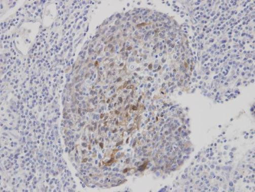 CLCA1 Antibody in Immunohistochemistry (Paraffin) (IHC (P))