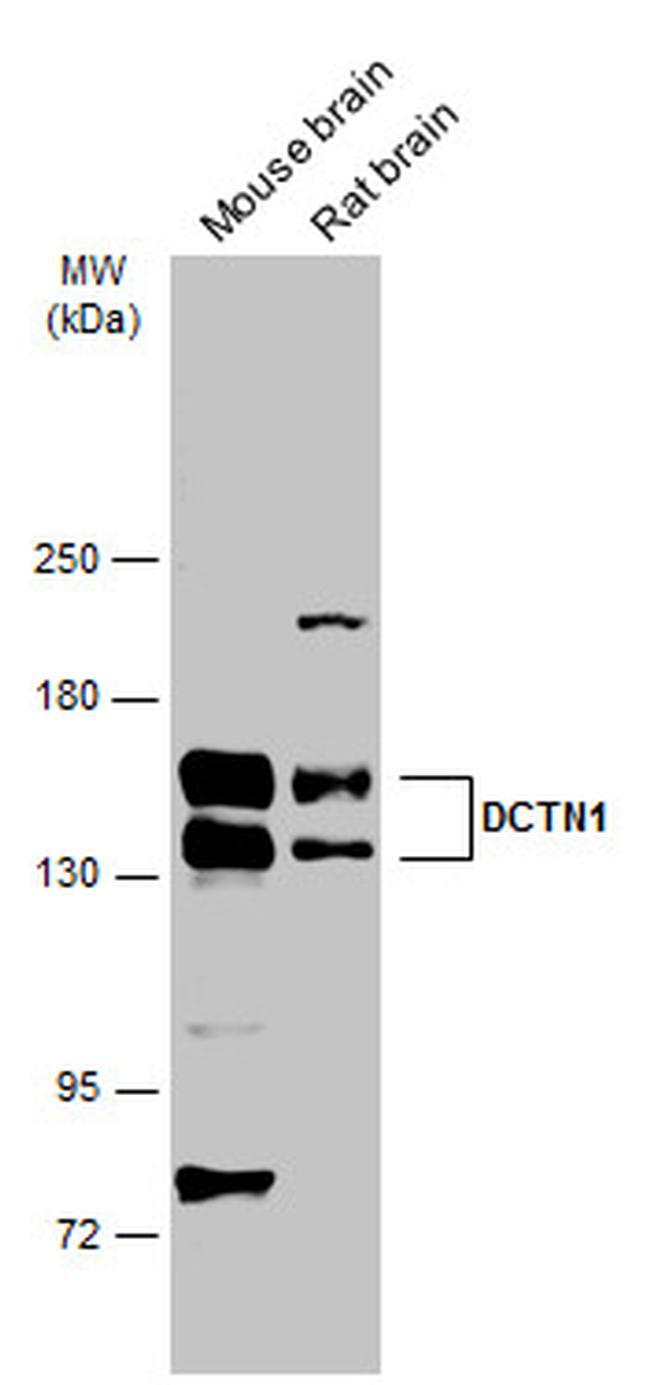 Dynactin 1 Antibody in Western Blot (WB)