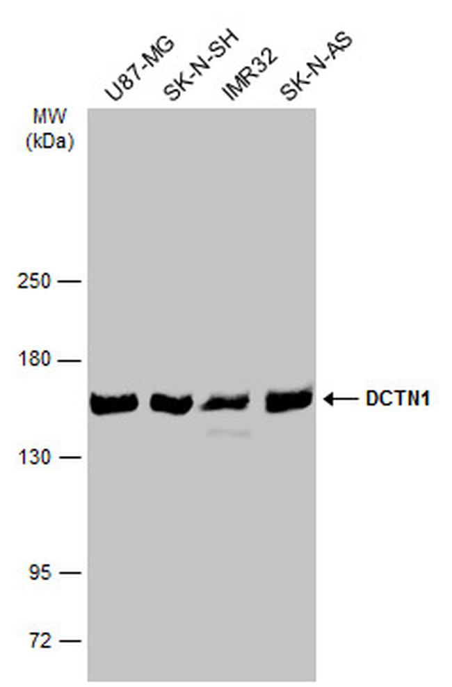 Dynactin 1 Antibody in Western Blot (WB)