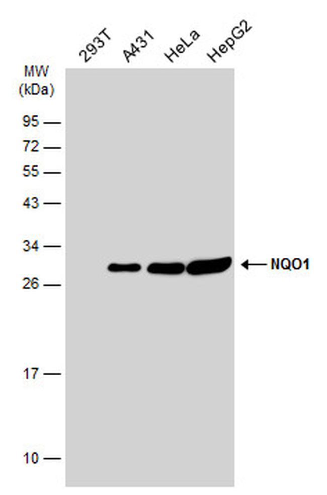 NQO1 Antibody in Western Blot (WB)