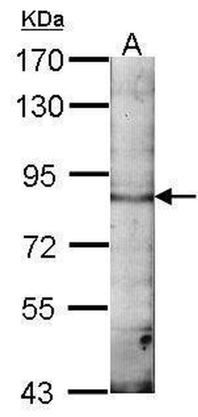 EML1 Antibody in Western Blot (WB)