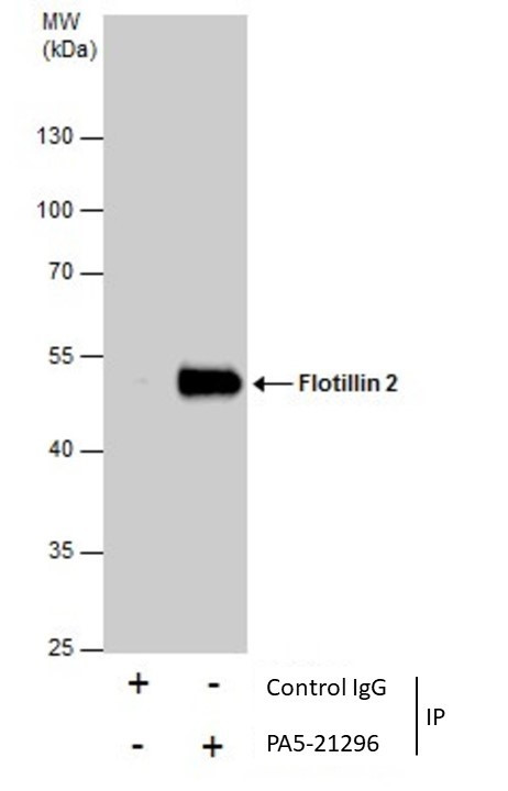 Flotillin 2 Antibody in Immunoprecipitation (IP)