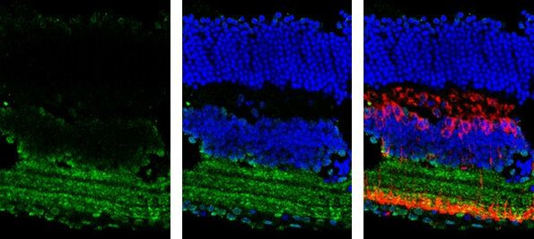 GAD65 Antibody in Immunohistochemistry (Frozen) (IHC (F))