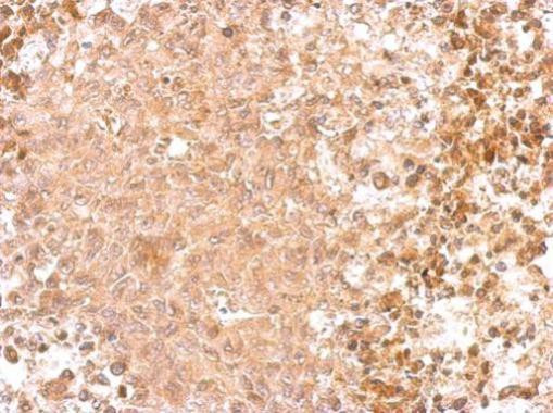 GAD65 Antibody in Immunohistochemistry (Paraffin) (IHC (P))