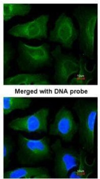 GOLGA3 Antibody in Immunocytochemistry (ICC/IF)