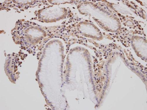 GOLGA3 Antibody in Immunohistochemistry (Paraffin) (IHC (P))