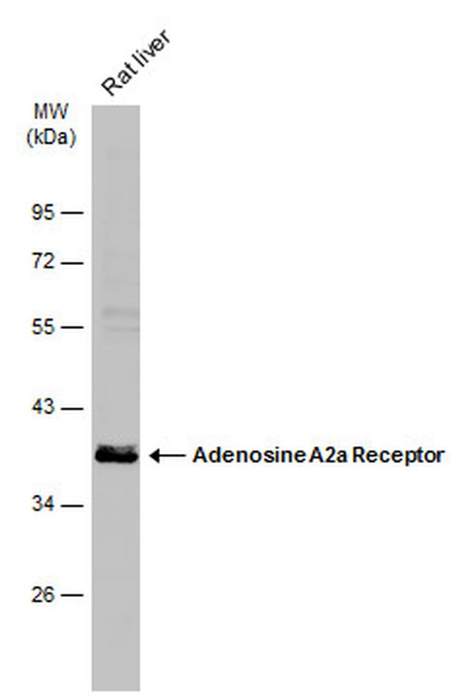 ADORA2A Antibody in Western Blot (WB)