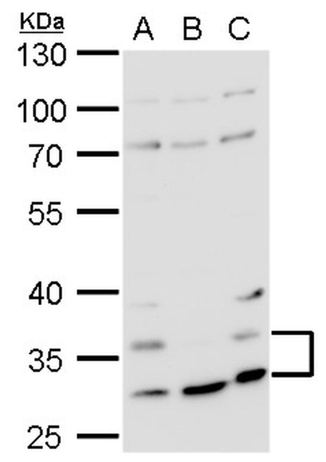 HRH4 Antibody in Western Blot (WB)