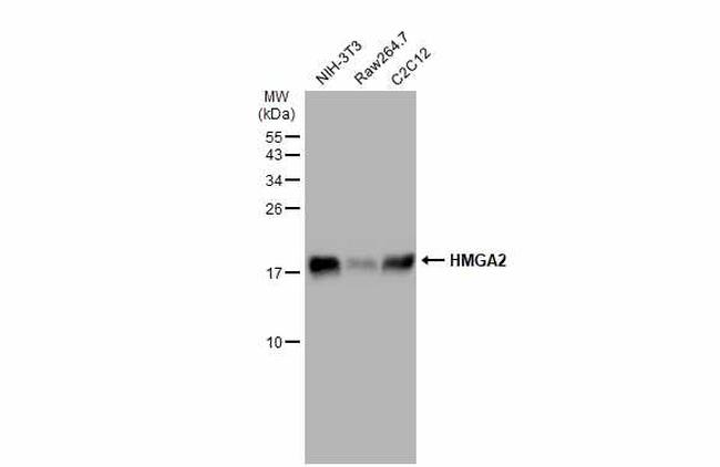 HMGA2 Antibody in Western Blot (WB)