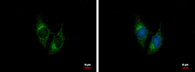 BNP Antibody in Immunocytochemistry (ICC/IF)