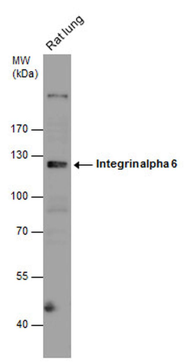 CD49f Antibody in Western Blot (WB)