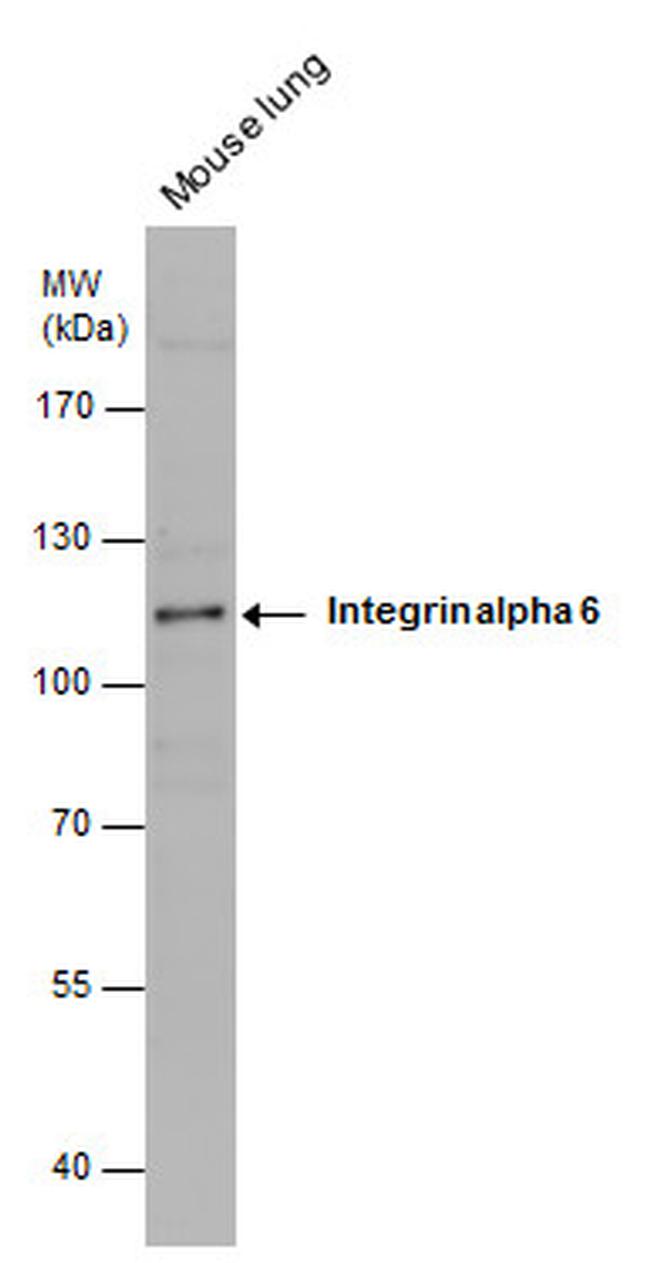 CD49f Antibody in Western Blot (WB)