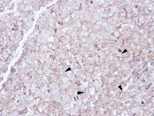 SCARA3 Antibody in Immunohistochemistry (Paraffin) (IHC (P))