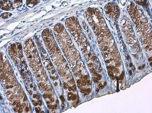 MUC2 Antibody in Immunohistochemistry (Paraffin) (IHC (P))