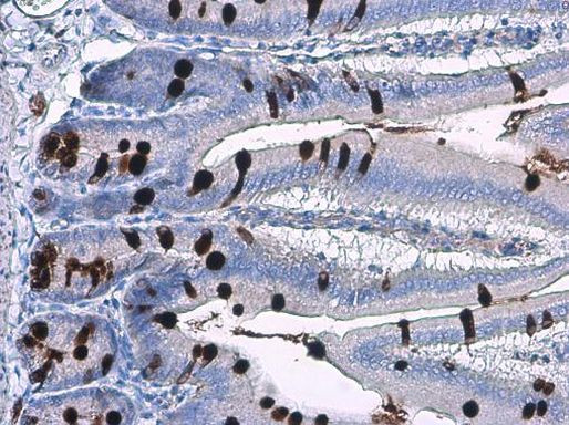 MUC2 Antibody in Immunohistochemistry (Paraffin) (IHC (P))