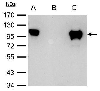 Glucocorticoid Receptor Antibody in Immunoprecipitation (IP)