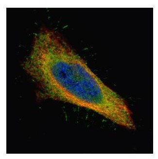 Filamin B Antibody in Immunocytochemistry (ICC/IF)