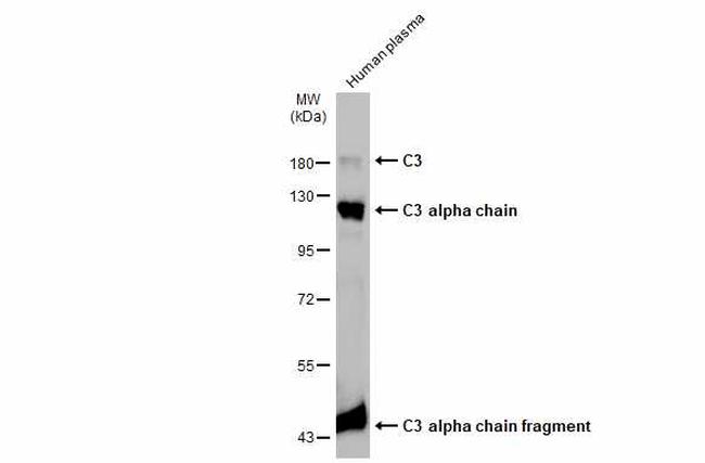 Complement C3 Antibody in Western Blot (WB)