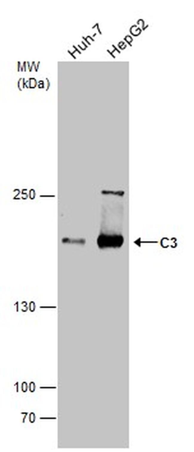 Complement C3 Antibody in Western Blot (WB)