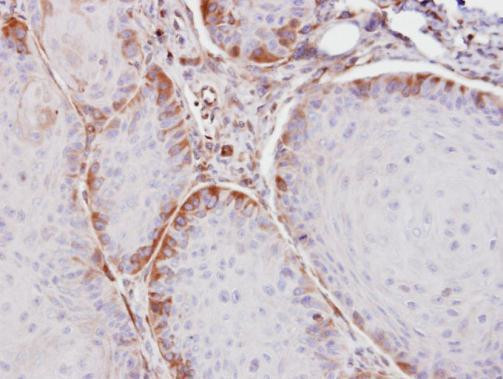 ASS1 Antibody in Immunohistochemistry (Paraffin) (IHC (P))