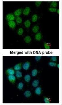 A-Raf Antibody in Immunocytochemistry (ICC/IF)