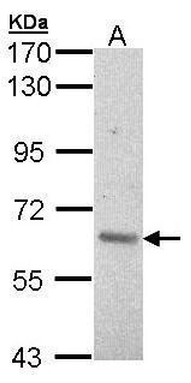 A-Raf Antibody in Western Blot (WB)