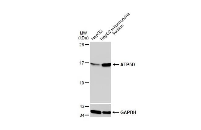 ATP5D Antibody in Western Blot (WB)