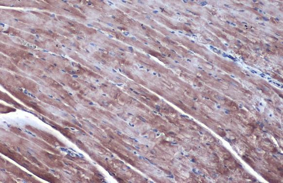 ODC1 Antibody in Immunohistochemistry (Paraffin) (IHC (P))