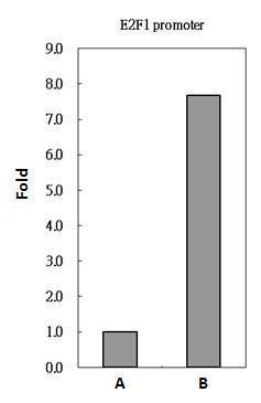 PAX8 Antibody in ChIP Assay (ChIP)