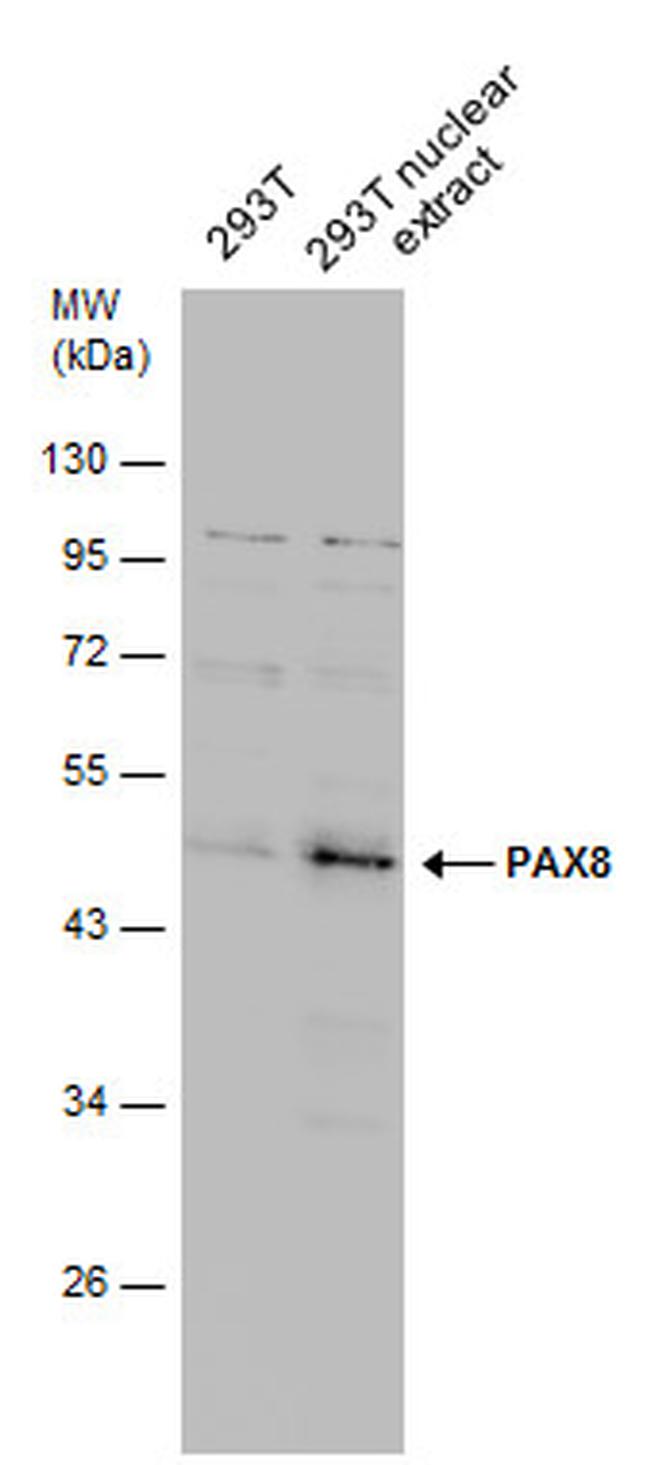 PAX8 Antibody in Western Blot (WB)