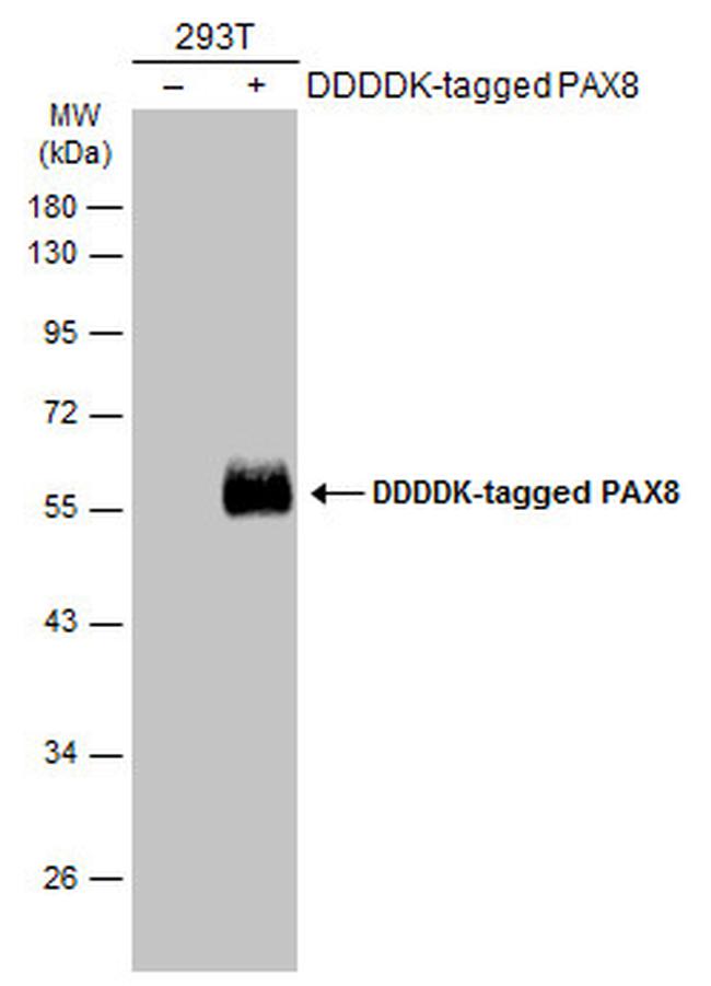 PAX8 Antibody in Western Blot (WB)