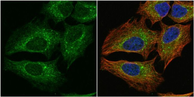 PGD Antibody in Immunocytochemistry (ICC/IF)