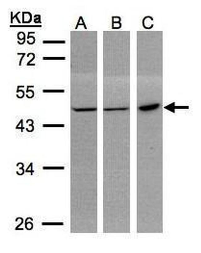 PGD Antibody in Western Blot (WB)