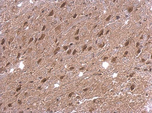 DAP5 Antibody in Immunohistochemistry (Paraffin) (IHC (P))