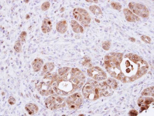 DDT Antibody in Immunohistochemistry (Paraffin) (IHC (P))