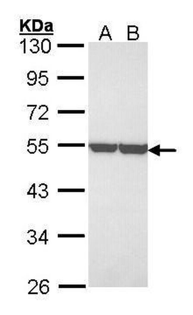 ENO1 Antibody in Western Blot (WB)