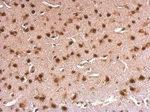 ERH Antibody in Immunohistochemistry (Paraffin) (IHC (P))