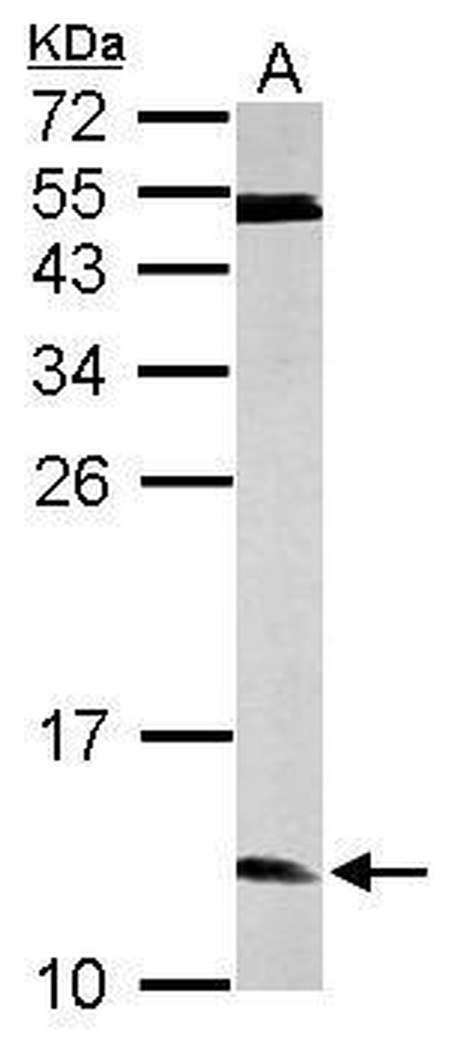 ERH Antibody in Western Blot (WB)