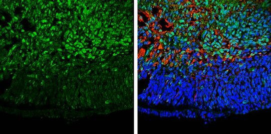 GAD67 Antibody in Immunohistochemistry (Frozen) (IHC (F))