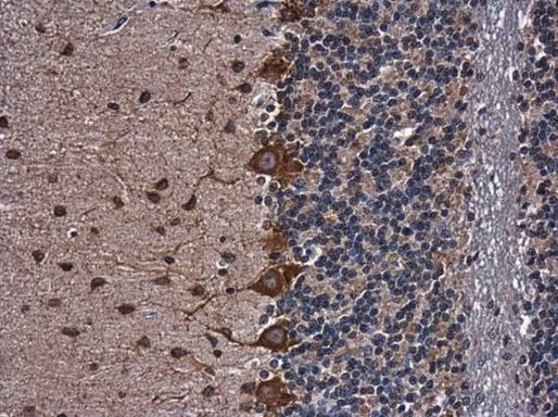 GAD67 Antibody in Immunohistochemistry (Paraffin) (IHC (P))