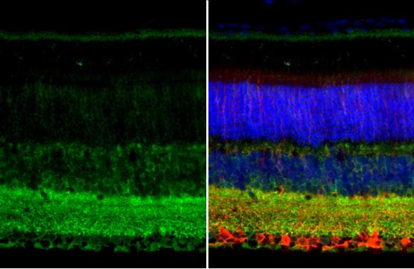 GAD67 Antibody in Immunohistochemistry (Paraffin) (IHC (P))