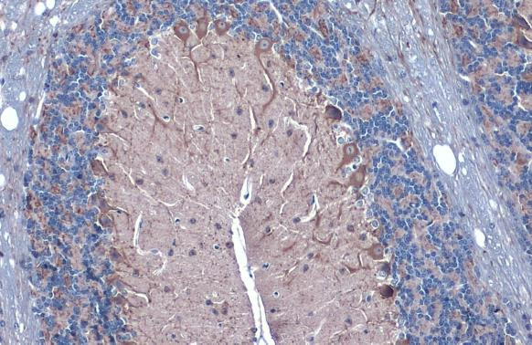 GAD67 Antibody in Immunohistochemistry (Paraffin) (IHC (P))