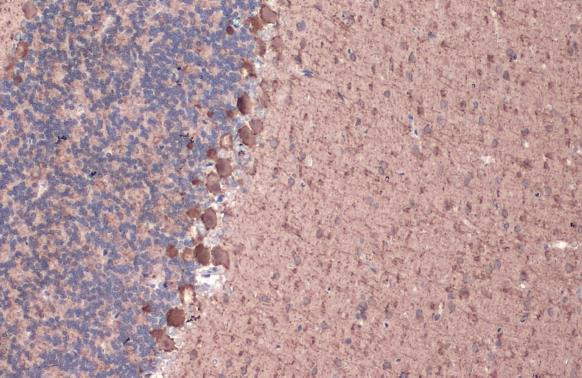 GAD67 Antibody in Immunohistochemistry (Paraffin) (IHC (P))