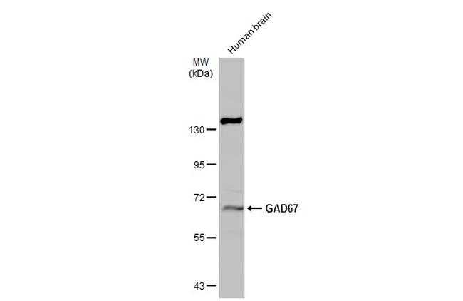 GAD67 Antibody in Western Blot (WB)