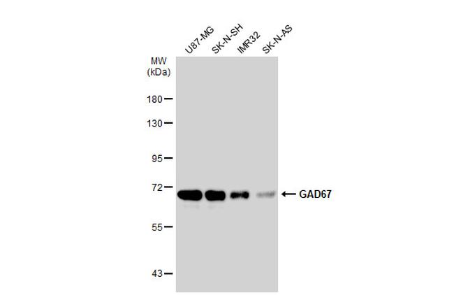 GAD67 Antibody in Western Blot (WB)